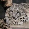 evilsnowleopard